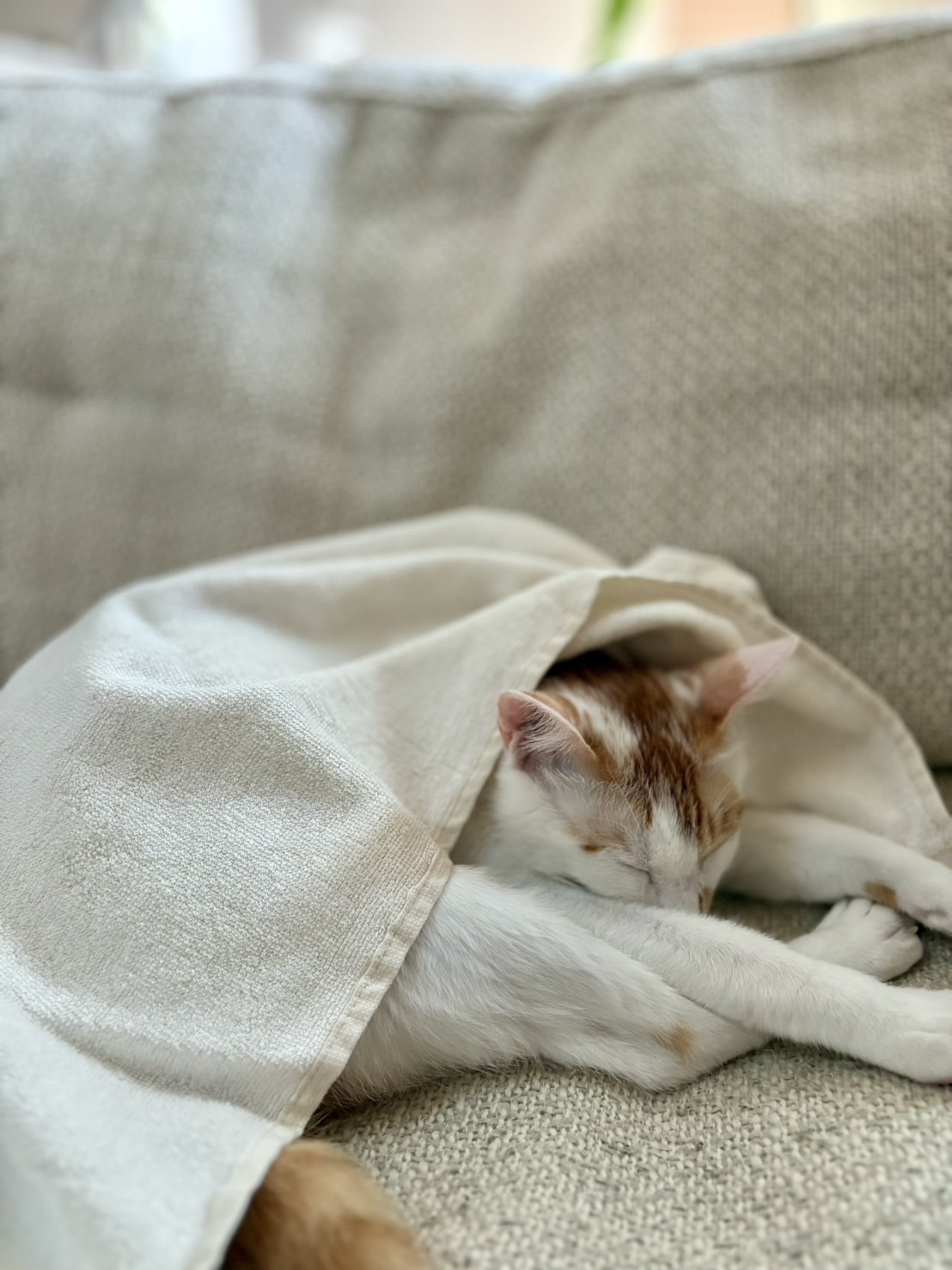 竹タオル ギフトイメージ